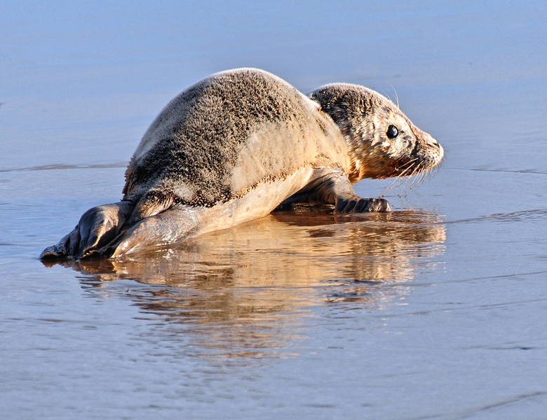 303 - GREY SEAL PUP HAPPISBURGH - COWDREY MIKE - united kingdom.jpg